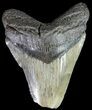 Megalodon Tooth - Feeding Damaged Tip #63977-1